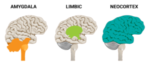 the amygdala, limbic, and neocortex areas of the brain