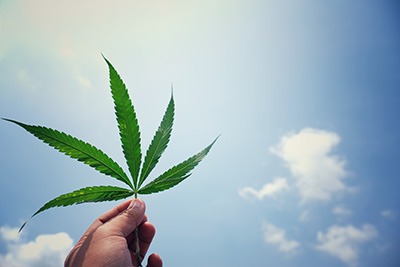 Cannabis shopper research