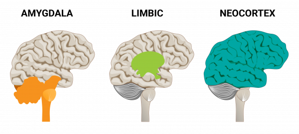The Reptilian Brain: The Key to Understanding Shopper Behavior